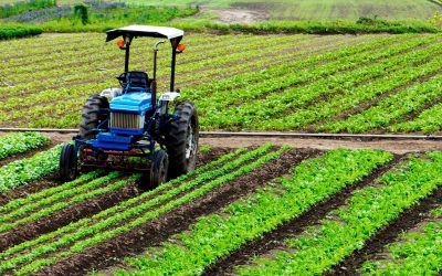 Cultiver le Futur : Comment l&rsquo;IA Révolutionne l’Agriculture