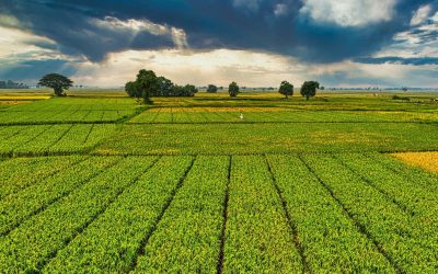 Les OGM dans votre assiette : Vers un avenir sans saveur ?
