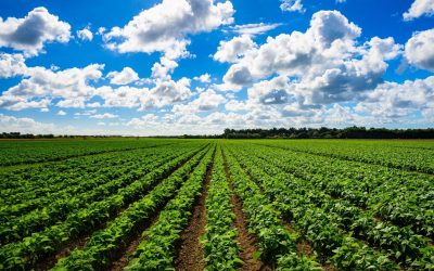 Les drones espions de nos champs : révolution ou menace pour l&rsquo;agriculture ?