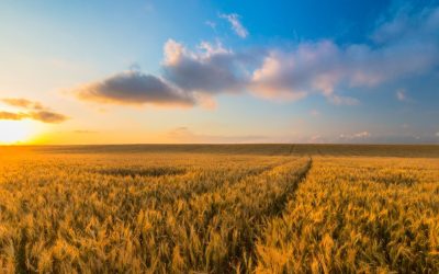 Agriculture 3.0 : Quand les Robots Prennent le Pouvoir !