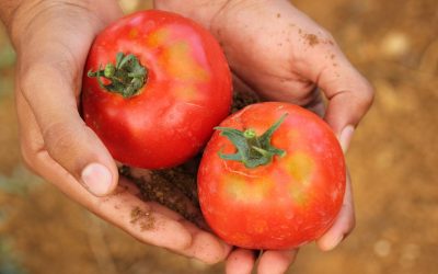 Les légumes mutants qui révolutionnent notre assiette : Mythe ou réalité ?