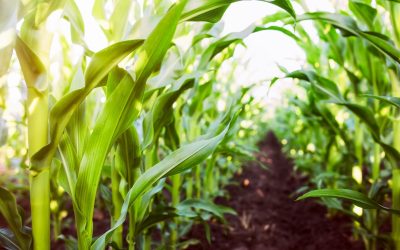 L&rsquo;agriculture sous-serre spatiale : le potager martien qui sauvera l&rsquo;humanité !