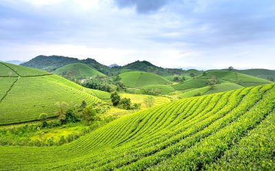 L’invasion des robots dans nos champs : le futur de l’agriculture ?