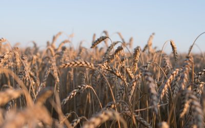 L&rsquo;agriculture sans sol : une révolution verte est-elle à notre porte ?