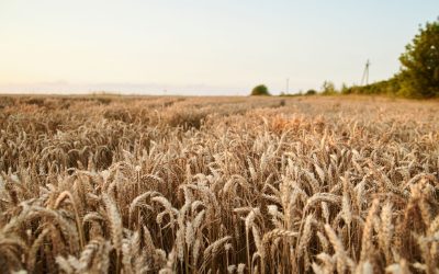 L&rsquo;agriculture 2.0 : Comment les drones transforment nos champs