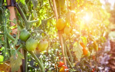 Cultiver l&rsquo;invisible : L&rsquo;agriculture microbiome – une révolution verte silencieuse