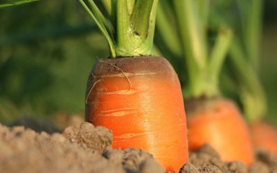 Les chants secrets des plantes : ce que l&rsquo;agriculture ne nous dit pas