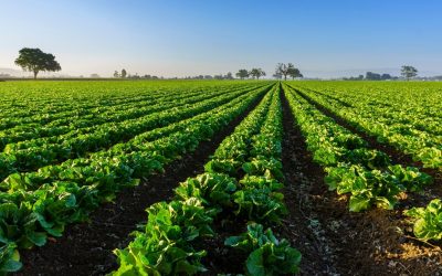 Agriculture du futur : êtes-vous prêt pour le changement ?