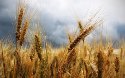 L&rsquo;agriculture extraterrestre : comment les innovations d&rsquo;un autre monde révolutionnent nos champs